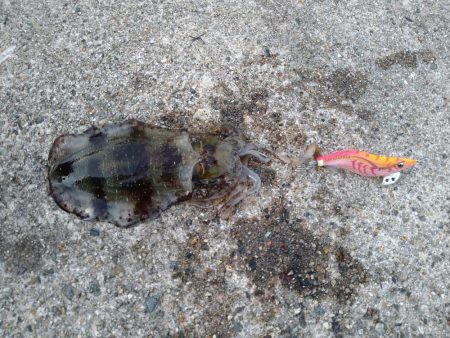 秋イカとしては自己記録